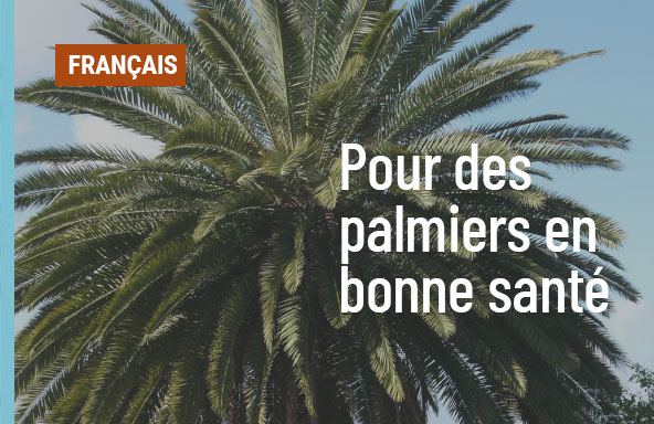 Pour des palmiers en bonne santé