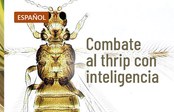 Combatiendo al thrip con inteligencia